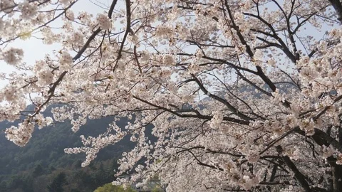 Japanese sakura in the wind Stock Footage 100882839