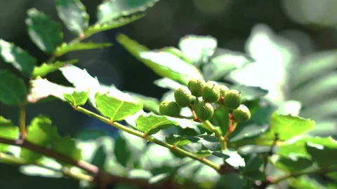 Japanese Sansho on the Tree Video stock 139026684