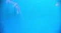 Japanese Sea Nettle 02 Jellyfish 4K 4k or 4k+ Resolution