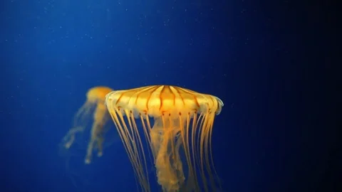 Japanese sea nettle jellyfish swimming in deep blue water. Vidéo 71158156