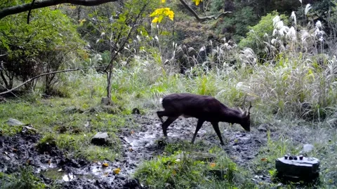 Japanese Sika Deer Rolling in Mud Stock Footage 169264279