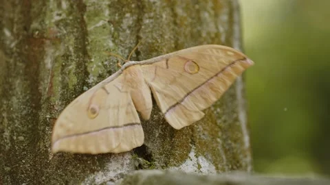 Japanese Silk Moth Clinging to Post. Stock Footage 207613007