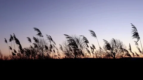 Japanese silver grass Stock Footage 84159677
