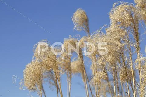 Japanese silver grass Stock Photos