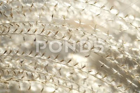 Japanese silver grass Stock Photos