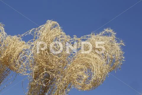 Japanese silver grass Stock Photos