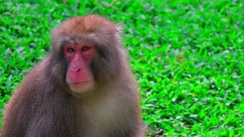 Japanese snow monkey close up 스톡 동영상 246818808