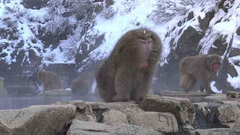 Japanese snow monkey drinking water in onsen hot springs at winter. Macaques-Dan Stock Footage 144537625