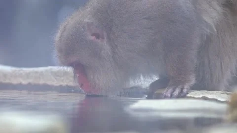 Japanese snow monkey drinking water in onsen hot springs at winter. Macaques-Dan Stock Footage 144538267