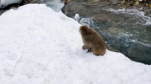 Japanese Snow Monkey Foraging in Deep Winter Snow: Jigokudani Winter Wildlife Stock Footage 313977053