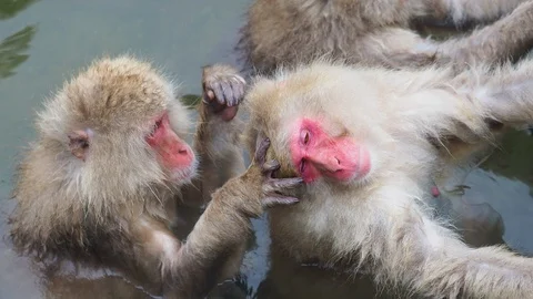 Japanese snow monkey in hot spring Stock Footage 129267419