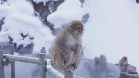 Japanese Snow Monkey (Macaca fuscata) with snow in fur, Winter in Jigokudani Vídeo Stock 171042934