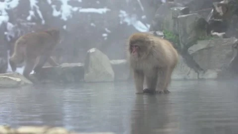 Japanese snow monkey macaque drink and prevent cold near the hot spring pond-Dan Stock Footage 144537226