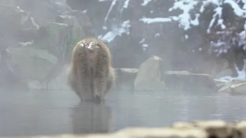 Japanese snow monkey macaque drink and prevent cold near the hot spring pond-Dan Stock Footage 144538607