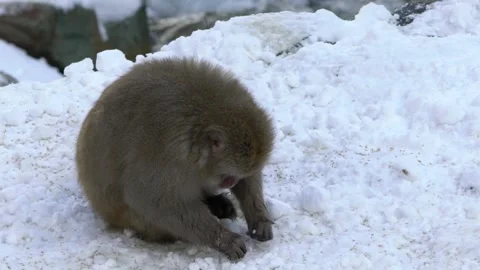 Japanese snow monkey macaque eat in Jigokudani Park at winter season, Nagano-Dan Stock Footage 144537086