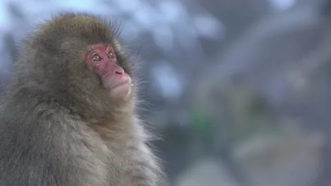 Japanese snow monkey macaque eat in Jigokudani Park at winter season, Nagano-Dan Stock Footage 144537218