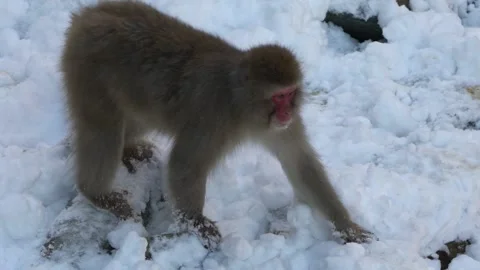 Japanese snow monkey macaque eat in Jigokudani Park at winter season, Nagano-Dan Stock Footage 144537248