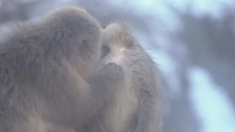 Japanese snow monkey macaque looking for lice in Jigokudani Park at winter-Dan Stock Footage 144537148