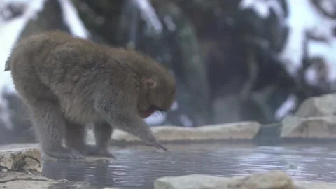 Japanese snow monkey macaque prevent cold near the hot spring pond. Japan-Dan Stock Footage 144537224