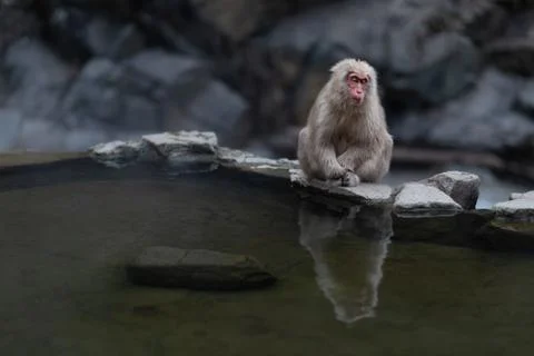 Japanese snow monkey sitting by the side of the hot pool, enjoying the warmth Stock Photos