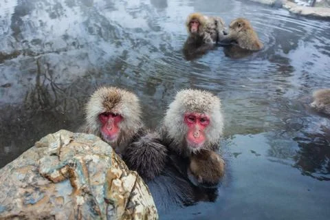 Japanese snow monkeys bathing in hot spring in winter Stock Photos