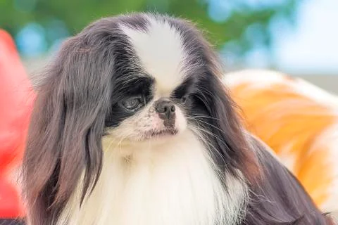 The Japanese Spaniel Foto stock