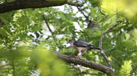 Japanese Sparrowhawk Stock Footage 58954499