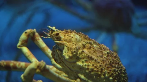 Japanese spider crab or King Crab close up portrait, shot in Japan. medium shot  스톡 동영상 99161353