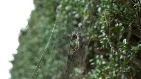 Japanese Spider Stock Footage 127912386