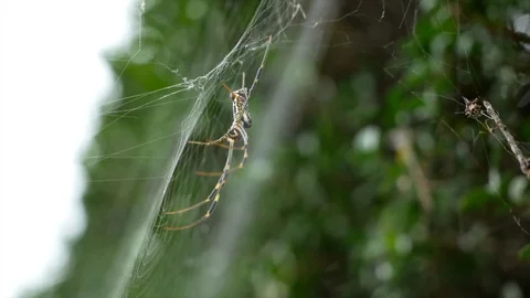Japanese Spider Stock Footage 127912597
