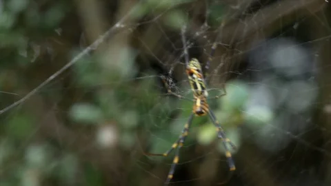 Japanese Spider Stock Footage 127913184