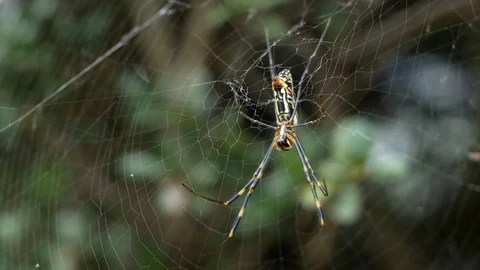 Japanese Spider Stock Footage 127913803