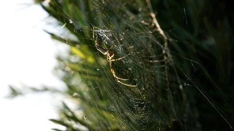 Japanese Spider Stock Footage 127913998