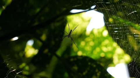Japanese Spider Stock Footage 127914475