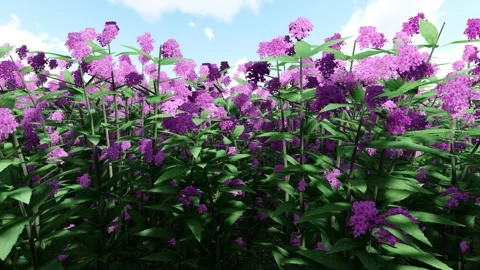 Japanese Spiraea Purple 库存影片 340271977