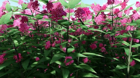 Japanese Spiraea Red Vídeo Stock 340270817