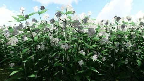 Japanese Spiraea White 動画素材 340268883