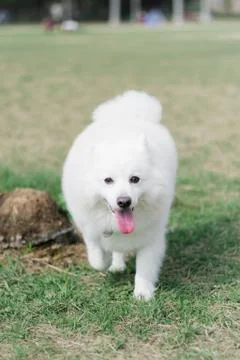 Japanese Spitz Running 写真素材