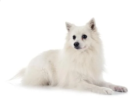 Japanese Spitz in studio Stock Photos