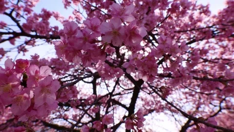 Japanese spring, cherry blossoms in bloom in Tokyo, pink sakura flowers in Japan Stock Footage 267524539