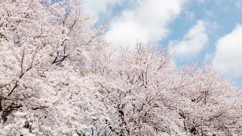 Japanese spring landscape with cherry blossom Stock Footage 84842005