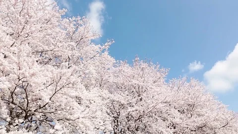 Japanese spring landscape with cherry blossom Vídeo Stock 84842012