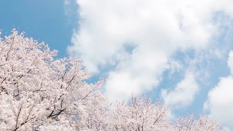 Japanese spring landscape with cherry blossom Stock Footage 84842014
