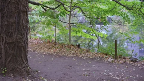 Japanese Squirrel (Sciurus lis) Gathering Nuts in Autumn, Sapporo Japan Stock Footage 336675241