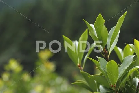 Japanese Star Anise Stock Photos