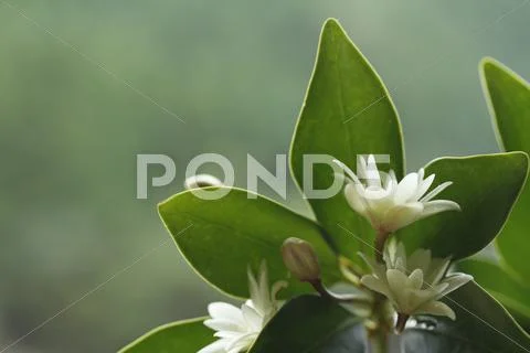 Japanese Star Anise Stock Photos