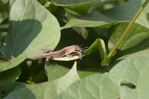 Japanese Takydromus Stock Photos