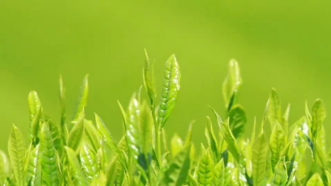Japanese tea fields and tea leaves Stock Footage 100318105