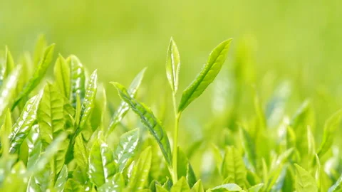 Japanese tea fields and tea leaves Stock Footage 100318107