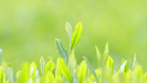 Japanese tea fields and tea leaves Stock Footage 100318108